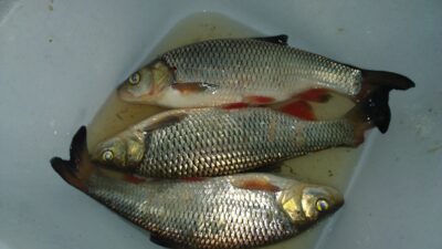 chub ×3 — Šventoji