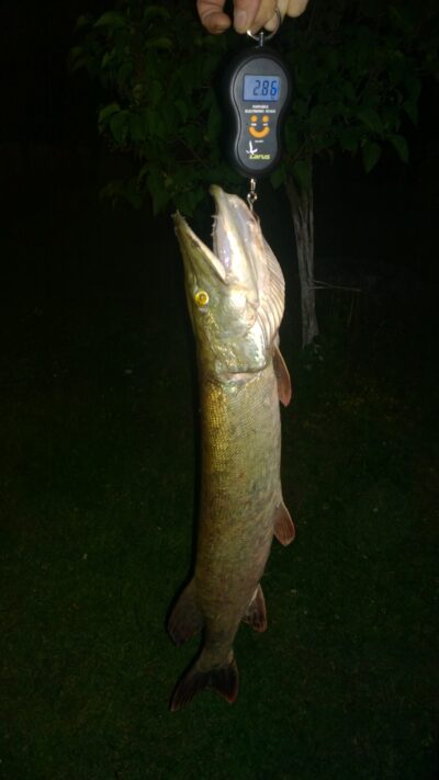 Northern Pike, 2.8 kg — Šešuolių