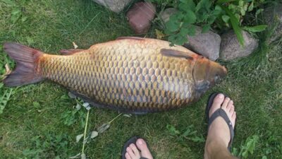 Carp, 12.8 kg — Gudžiūnų