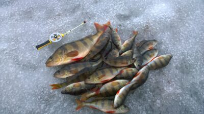 Eurasian perch, 0.6 kg — Taujėnų