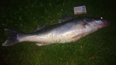 Pike perch, 1.6 kg — Kuršių