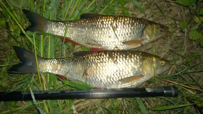 chub, 1.3 kg — Šventoji