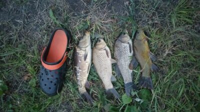 Prussian carp