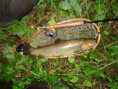 Margasis upėtakis, 1.2 kg