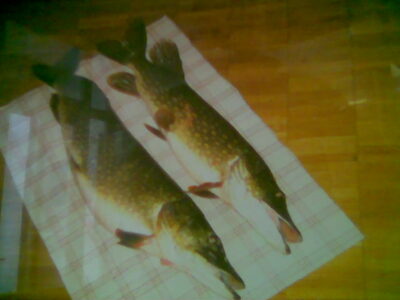 Northern Pike, 4.2 kg — Tervetė
