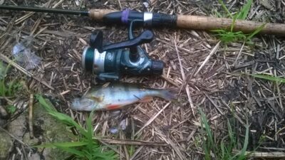 Eurasian perch