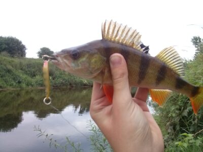 Eurasian perch — Minija