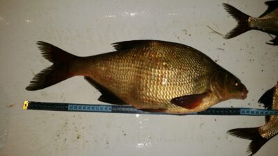 Carp bream, 1.7 kg — Šuoja
