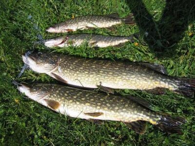 Northern Pike, 4.2 kg