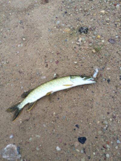 Northern Pike ×4