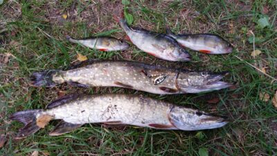 Northern Pike ×2 — Kernų