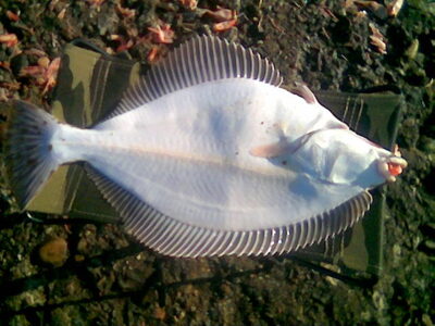 European plaice, 1.2 kg