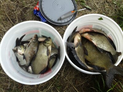 Carp bream ×30 — Sartai