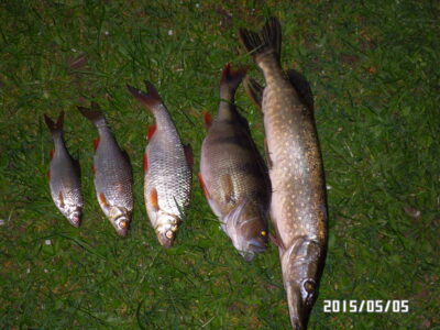 Eurasian perch ×5 — Plikių