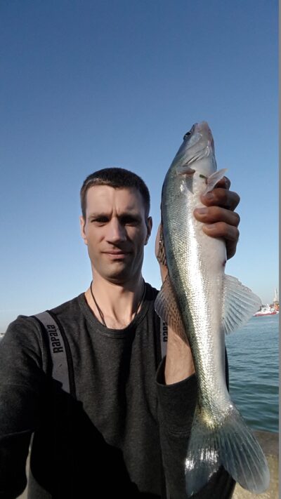 Pike perch