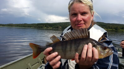 Eurasian perch, 0.5 kg — Ežeras