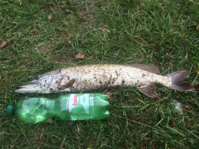 Northern Pike, 2.1 kg — Akmena