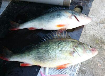 Eurasian perch, 0.5 kg — Kuršių