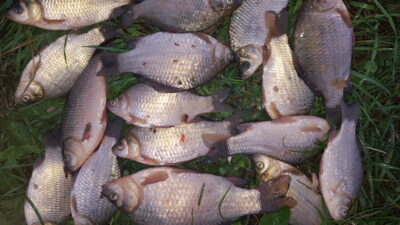 Prussian carp ×14 — Petraičių