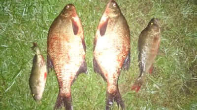 Carp bream — Dargaičių
