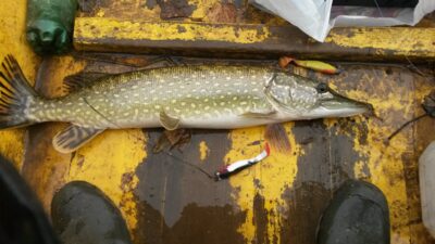 Northern Pike, 2.7 kg — Zalvys