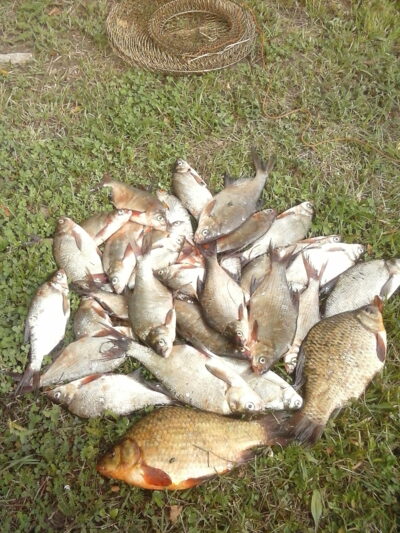 Silver Bream ×47