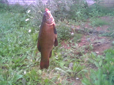 Tench, 1.8 kg