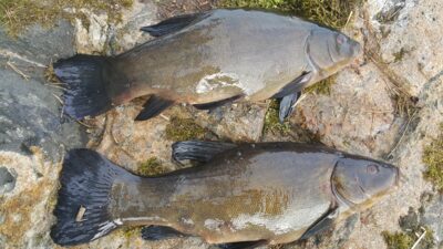 Tench, 2.3 kg