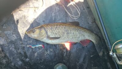 chub ×3 — Kudirkos Naumiesčio