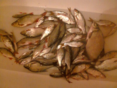 Carp bream — Gilūšis