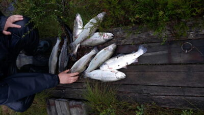 Brown Trout ×9