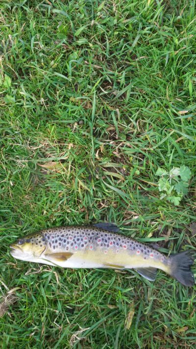Brown Trout — Minija