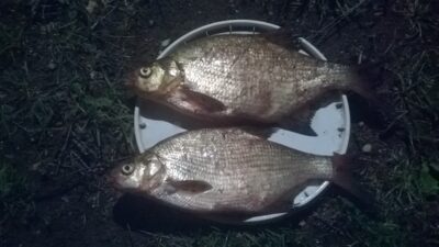 Carp bream