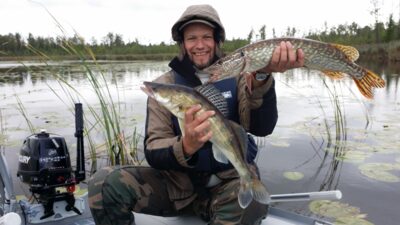 Pike perch, 1.8 kg