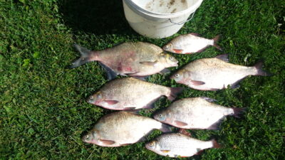 Carp bream — Kaunas reservoir