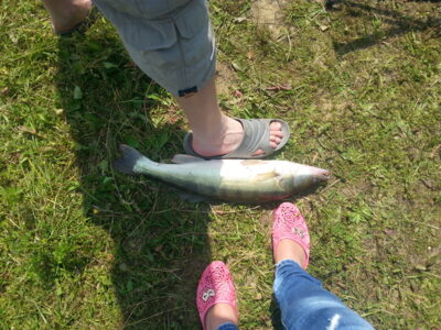 Pike perch, 2.1 kg