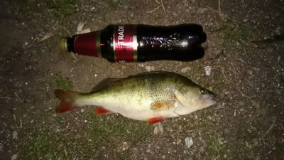 Eurasian perch, 0.6 kg — Skirvytė