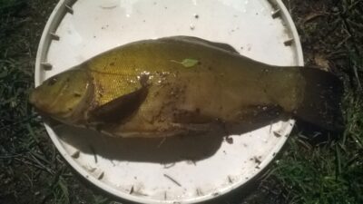 Tench, 1.0 kg