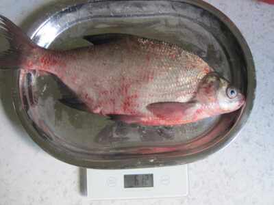 Carp bream, 0.6 kg — Kuršių