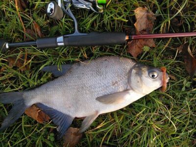 Carp bream, 0.5 kg — Danė