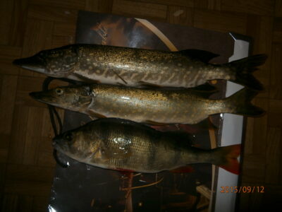 Northern Pike ×2