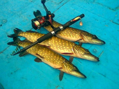 Northern Pike ×3 — Drąsutaičių
