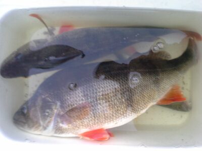 Eurasian perch