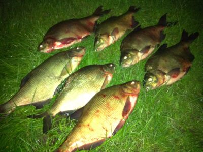 Carp bream, 2.1 kg