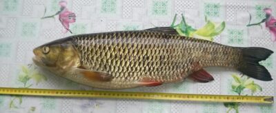chub — Minija