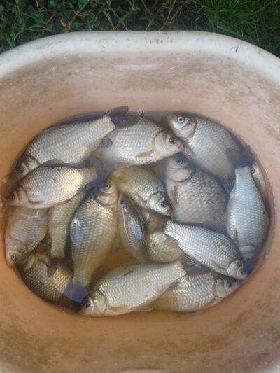Crucian carp ×17