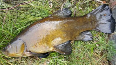 Tench, 2.5 kg
