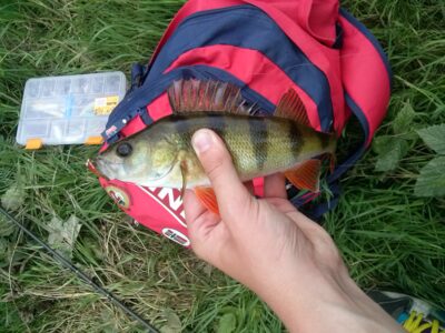 Eurasian perch — Minija