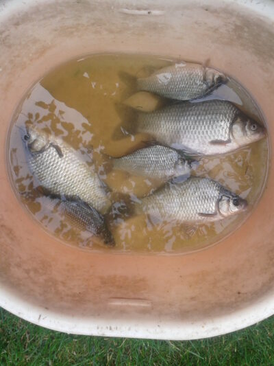 Crucian carp