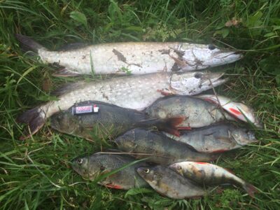 Northern Pike, 5.6 kg — Akmena